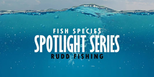 Rudd Fishing Guide UK Appearance, Catching Tips and Habitat How to