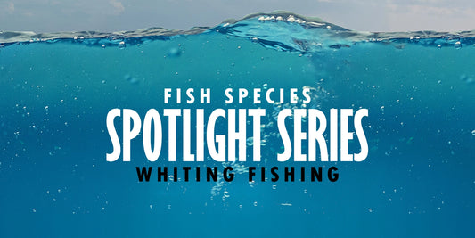 Whiting Fishing in the UK: Fish Spotlight Series